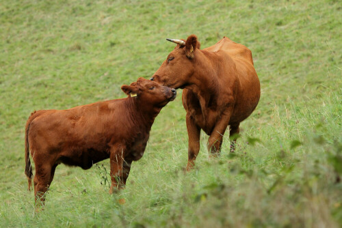 Hausrind (Bos taurus)

Aufnameort: Odenwald
Kamera: Canon EOS 7D
Objektiv: Canon EF 100-400mm

# 00004