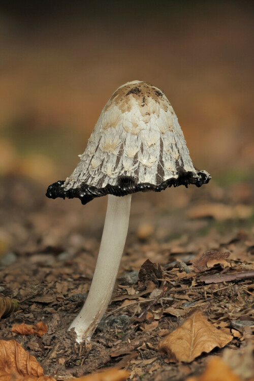 Schopf-Tintling

Aufnameort: Odenwald
Kamera: Canon EOS 60D