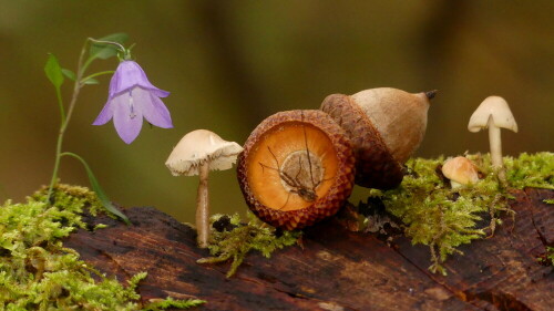 der-herbst-wird-eingelautet-30484.jpeg