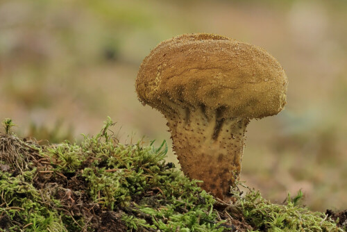 Beutel-Stäubling

Aufnameort: Odenwald
Kamera: Canon EOS 60D