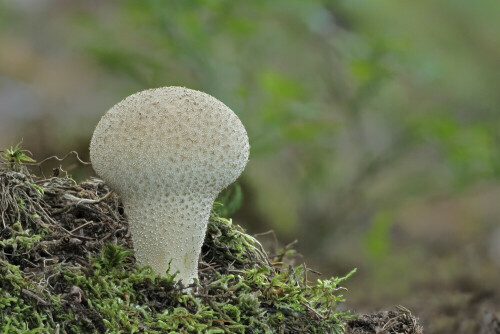 Beutel-Stäubling

Aufnameort: Odenwald
Kamera: Canon EOS 60D