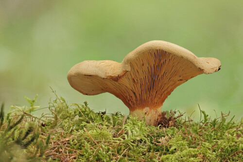 Kahler Krempling

Aufnameort: Odenwald
Kamera: Canon EOS 60D