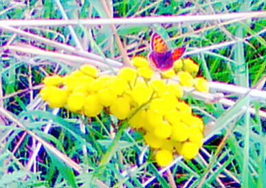 kleiner-feuerfalter-lycaena-phlaeas-l-1761-30492.jpeg