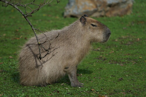 Capybaras leben in freien Wildbahn in Feuchtgebieten Südamerikas. Sie sind die größten lebenden Nagetiere.

Aufnameort: Kölner Zoo
Kamera: Sony Alpha 7/II