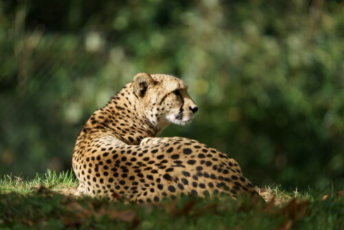 

Aufnameort: Kölner Zoo
Kamera: Sony Alpha 7/II