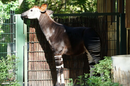 Das Okapi war der letzte Großsäuger, der wissenschaftlich beschrieben wurde. Er wurde erstmals 1912 im Kongo entdeckt. Okapis sind mit den Giraffen verwandt und teilen mit ihnen eine lange Zunge.

Aufnameort: Kölner Zoo
Kamera: Sony Alpha 7/II