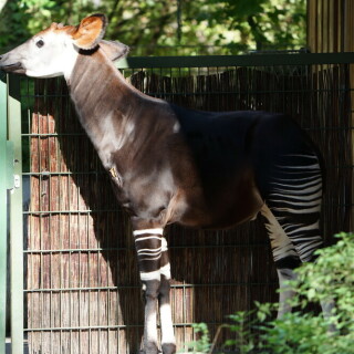 okapi-30502