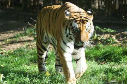 Der Kölner Zoo hat ein schönes neues Gehege für Sibirische Tiger. In der freien Natur leben sie nur in der Amur Region zwischen Russland und China.

Aufnameort: Kölner Zoo
Kamera: Sony Alpha 7/II