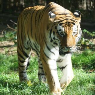 sibirischer-tiger-30500