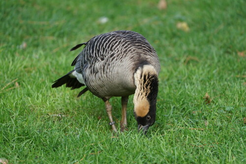 

Aufnameort: Kölner Zoo
Kamera: Sony Alpha 7/II