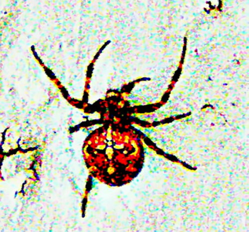 eine-gartenkreuzspinne-araneus-30515.jpeg