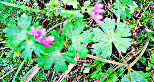 wald-storchschnabel-geranium-sylvaticum-l-30516.jpeg