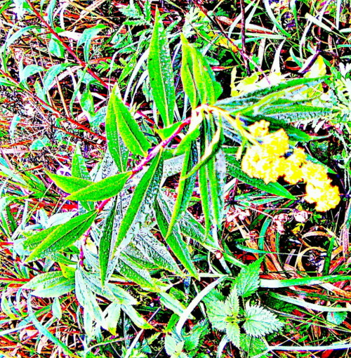 kanadische-goldrute-solidago-canadensis-l-30525.jpeg