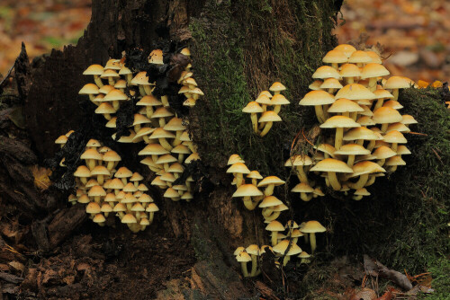 Grünblättriger Schwefelkopf

Aufnameort: Odenwald
Kamera: Canon EOS 60D