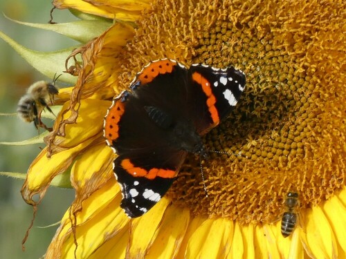 Der Admiral - normal überwintert er im Süden. Manche Exemplare bleiben auch da und kommen gut über einen nicht zu strengen Winter.

Aufnameort: Feld bei Unterweiler
Kamera: Pansonic TZ D 96