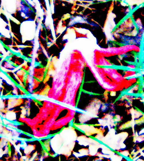 tintenfischpilz-clathrus-archeri-berk-dring-30537.jpeg