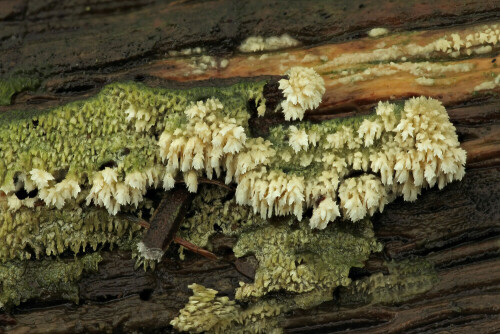 Gezähnter Reibeisenpilz

Aufnameort: Odenwald
Kamera: Canon EOS 60D