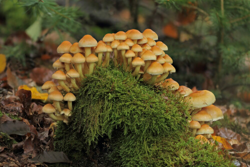 Grünblättriger Schwefelkopf

Aufnameort: Odenwald
Kamera: Canon EOS 60D