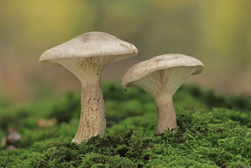 Nebelgrauer Trichterling

Aufnameort: Odenwald
Kamera: Canon EOS 60D