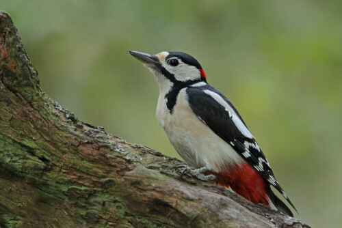 Buntspecht

Aufnameort: Odenwald
Kamera: Canon EOS 7D