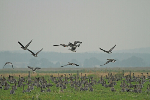 Gänse

Aufnameort: Brandenburg
Kamera: Canon EOS 7D