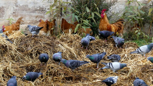 

Aufnameort: Fränkisches Freilandmuseum Bad Windsheim
Kamera: Panasonic Lumix FZ 330