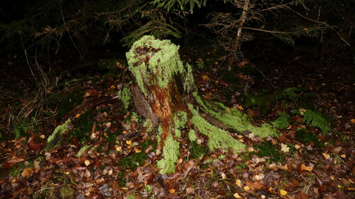 

Aufnameort: Triesdorf im Wald
Kamera: Panasonic Lumix FZ 330