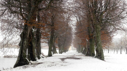 triesdorf-alte-buchenallee-im-schnee-30631.jpeg