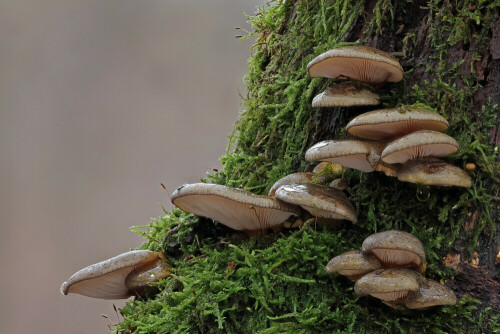 Austern-Seitlinge

Aufnameort: Odenwald
Kamera: Canon EOS 60D