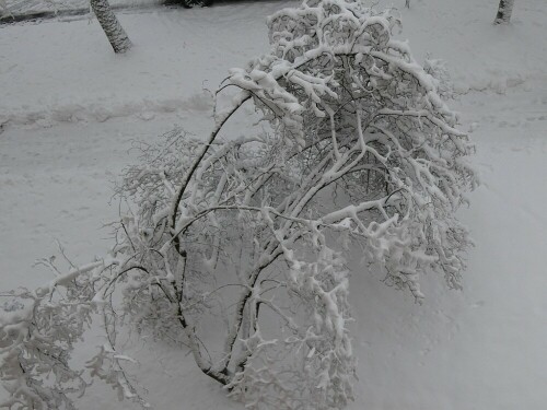 Zu schwer ist der Schnee, der auf den Baum gefallen ist.........

Aufnameort: Wiblingen
Kamera: Panasonic TZ D 96