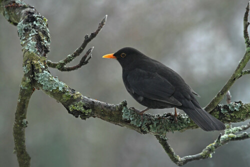 Amsel

Aufnameort: Odenwald
Kamera: Canon EOS 7D