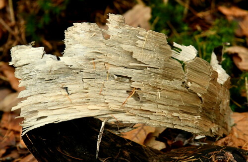 holzkrone-30669.jpeg