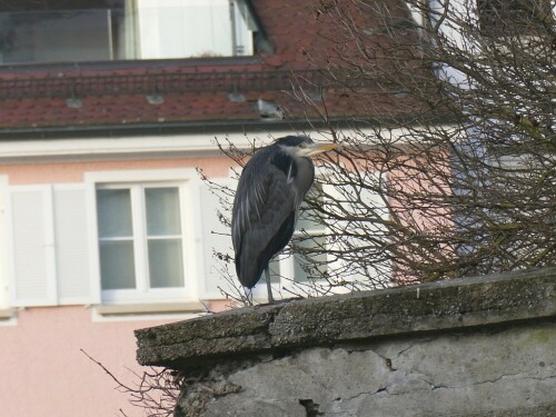 An der Donau - mitten in Ulm...........

Aufnameort: Ulm
Kamera: Panasonic TZ 96 D