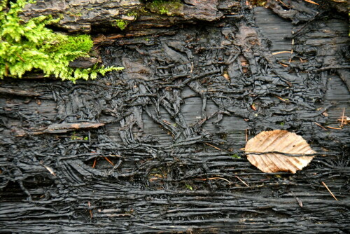 

Aufnameort: Triesdorf im Wald
Kamera: Nikon D500