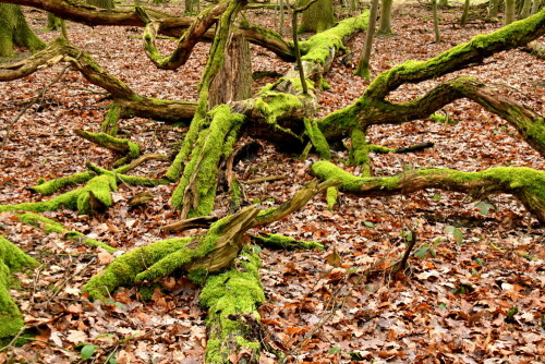 

Aufnameort: Triesdorf im Wald
Kamera: Nikon D500