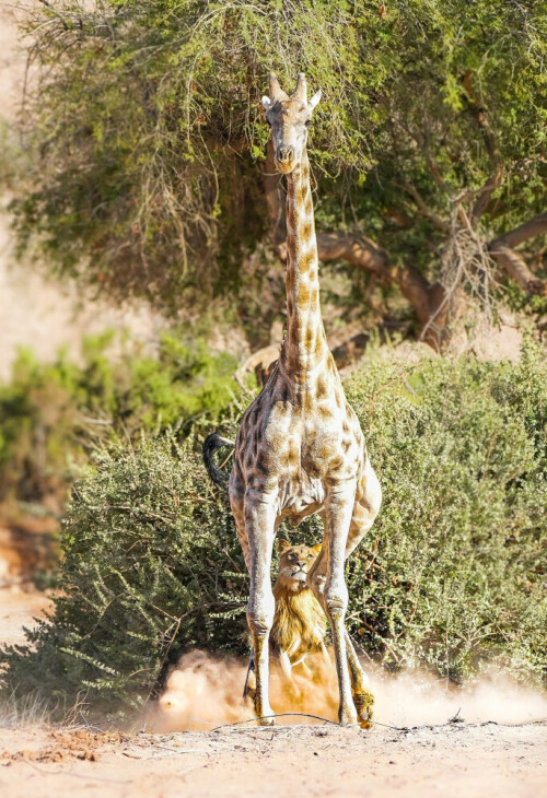 Die Giraffe hat soeben die Gefahr erkannt und beginnt zu flüchten. Der Löwe schaut noch in aller Ruhe nach dem besten Zugriffspunkt... Der spezielle Moment der eine Geschichte erzählt und doch das Ende offen lässt!

Aufnameort: Hoanib Valley Namibia
Kamera: Sony alpha 7