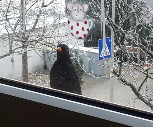 amsel-30714.jpeg