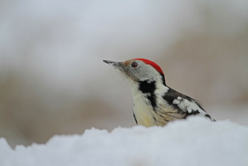 Mittelspecht

Aufnameort: Odenwald
Kamera: Canon EOS 7D