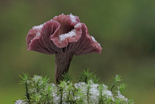 Violetter Lacktrichterling

Aufnameort: Odenwald
Kamera: Canon EOS 60D