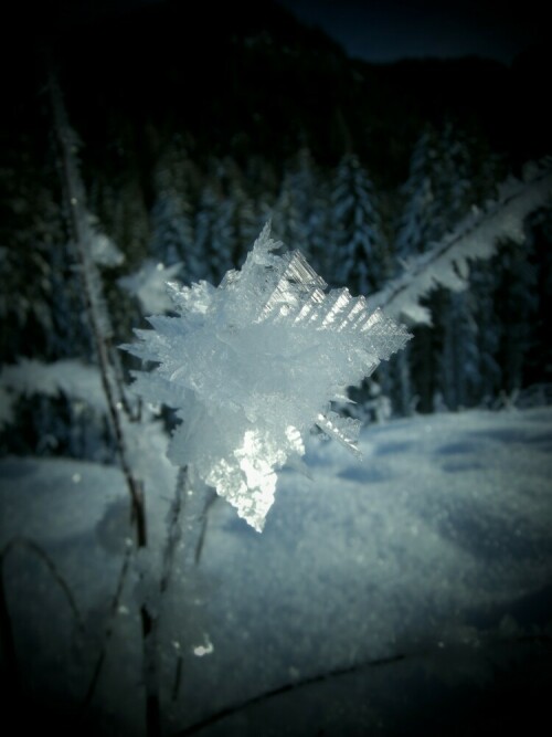 eine ganz natürliche Eisblume

Aufnameort: Südtirol, Pustertal, Nähe Toblach,
Kamera: Nikon Coolpix P5100