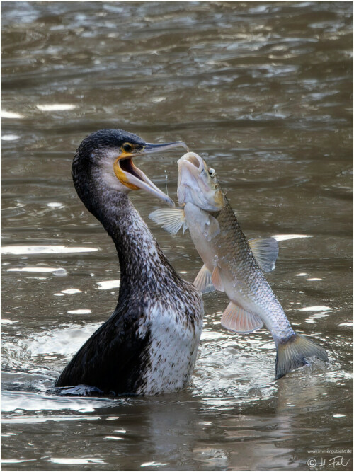 Kormoran fängt Fisch. Das Foto wurden im Kocher in Schwäbisch Hall gemacht. Der Fisch ist ihm kurz entwischt, er ist ihm aber sofort nachgetaucht und hat ihn wieder gefangen und verspeist.

Aufnameort: Schwäbisch Hall - Stadtmitte im Kocher
Kamera: Canon R5 plus Tele RF 100-500mm