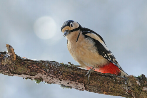 Buntspecht

Aufnameort: Odenwald
Kamera: Canon EOS 7D