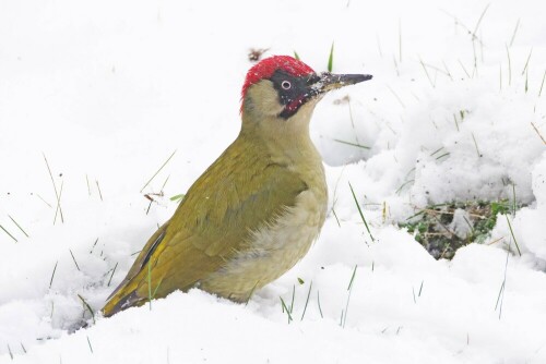 grunspecht-mann-im-schnee-30755.jpeg