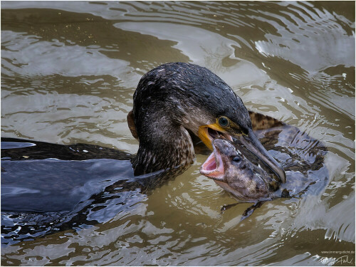 kormoran-erwischt-eine-quappe-30800.jpeg