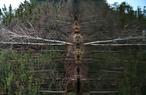 besondere-spiegelung-am-krummw-30803.jpeg