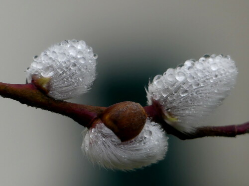 

Aufnameort: Weidenbach in meinem Garten
Kamera: Panasonic Lumix FZ 330