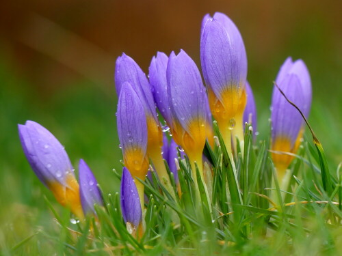 

Aufnameort: Weidenbach in meinem Garten
Kamera: Panasonic Lumix FZ 330