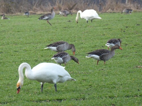 Schwäne und Graugänse vereint beim Fressen.
Auf der Wiese gibt es immer etwas.

Aufnameort: Zwischen Erbach und Donaustetten neben dem Donaukanal
Kamera: Panasonic TZ 71