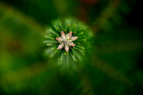 

Aufnameort: Triesdorf im Wald
Kamera: Nikon D500