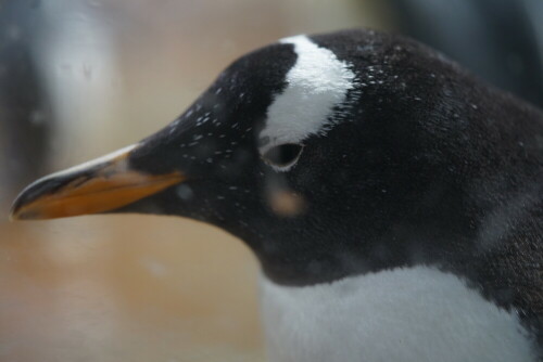 Die Eselspinguine heißen so, weil ihr Ruf Ähnlichkeit mit dem Ruf eines Esels hat.

Aufnameort: Wuppertaler Zoo
Kamera: Sony Alpha 7/II